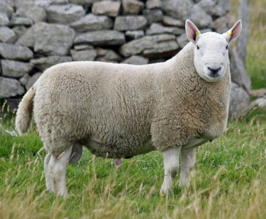 Розведення овець в Ірландії: зниження витрат, показників смертності та хвороб Розведення овець в Ірландії: зниження витрат, показників смертності та хвороб