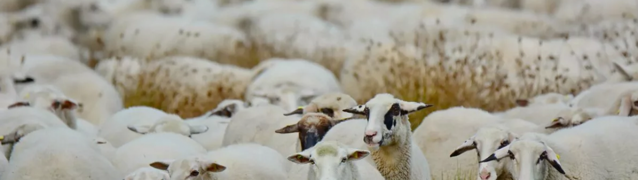 Розведення вівці в Ірландії: зменшення витрат, показників смертності та захворювань