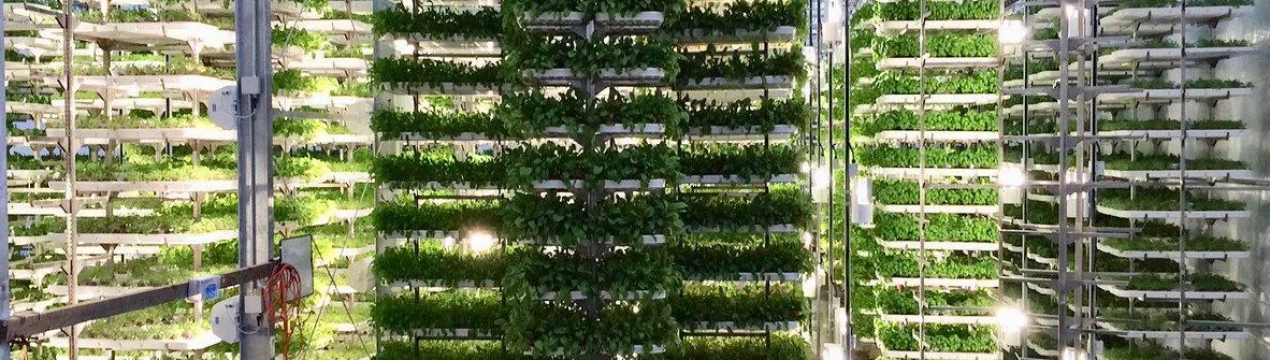 Стабільне сільське господарство росте в ОАЄ