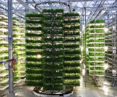 Стабільне сільське господарство росте в ОАЄ