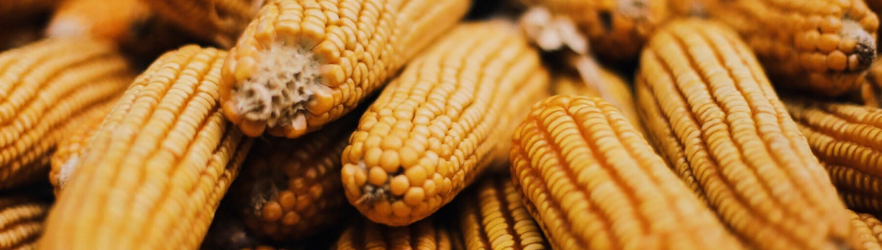 Свинарство, птахівництво і етанол рухають ринок кукурудзи