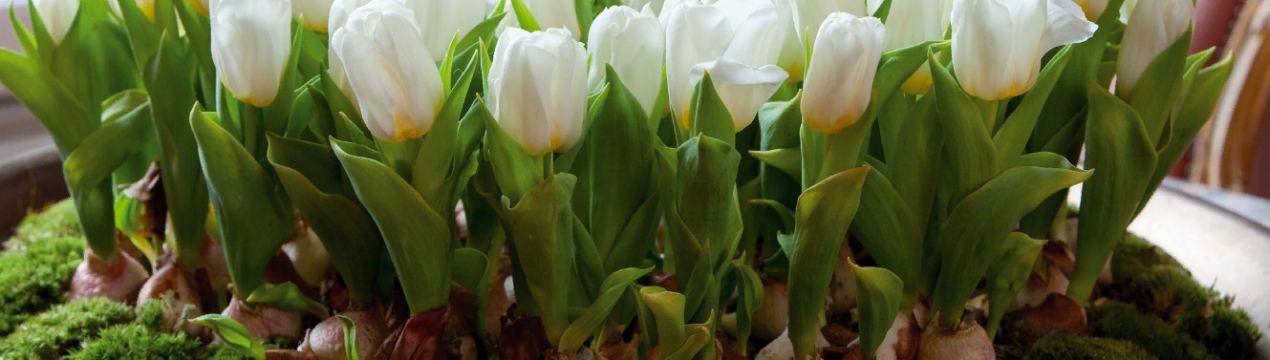 Вирощування тюльпанів в квартирі до 8 березня