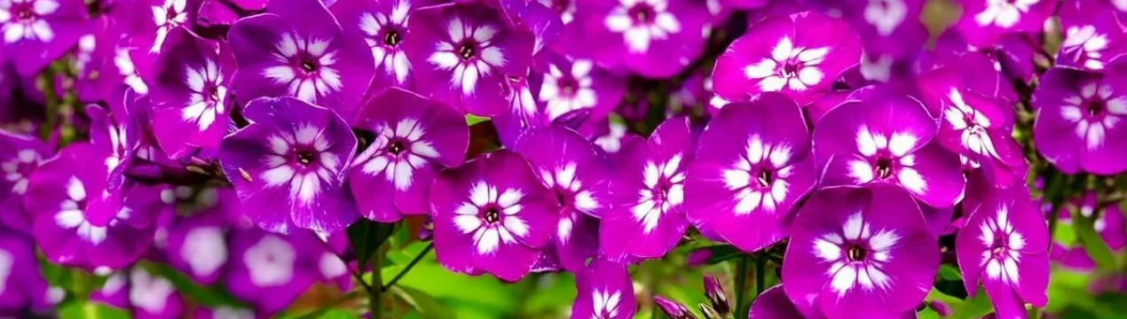 Флокси: вирощування, догляд і розмноження