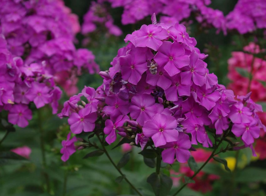 Флокси: вирощування, догляд і розмноження