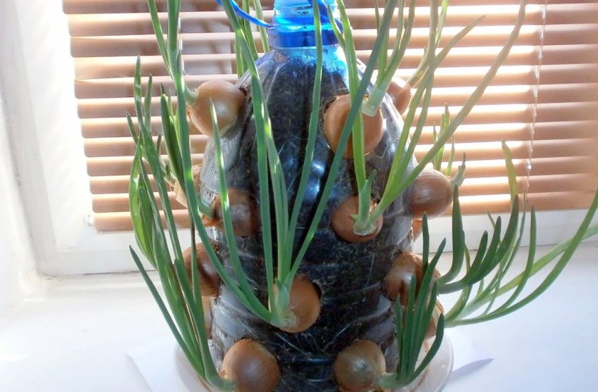Вирощуємо зелену цибулю у пляшці Вирощуємо зелену цибулю у пляшці