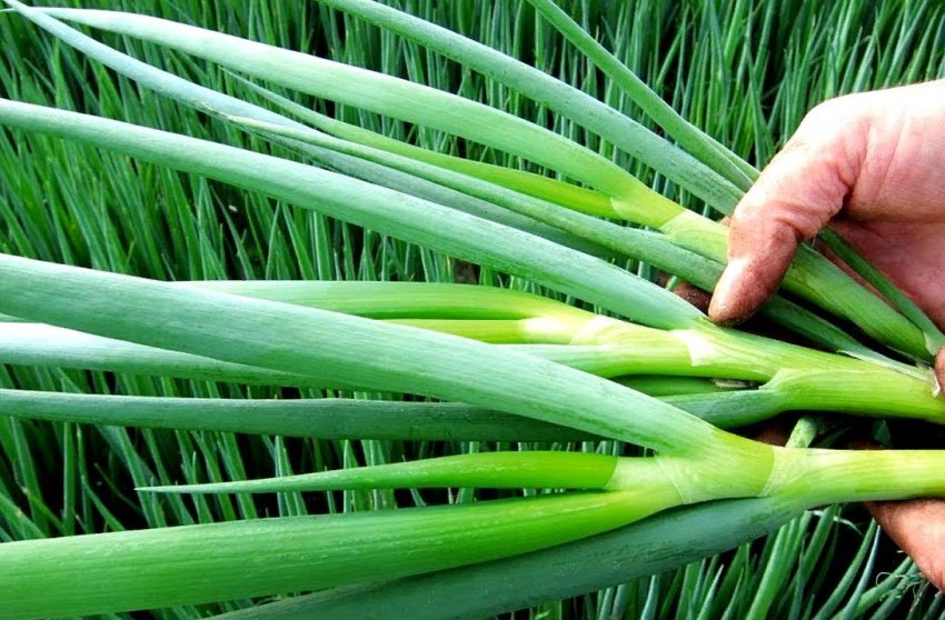 Вирощуємо зелений лук у пляшці Вирощуємо зелений лук у пляшці