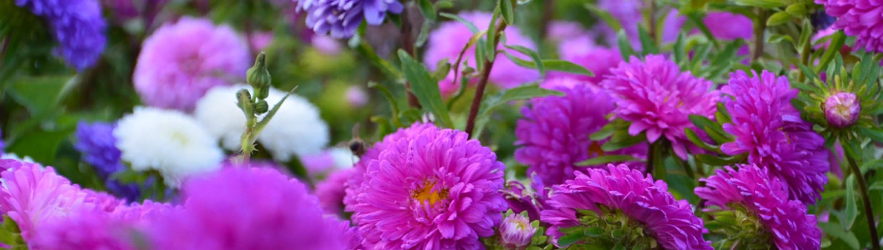 Посів астр без додаткового висаджування (пікіровки)