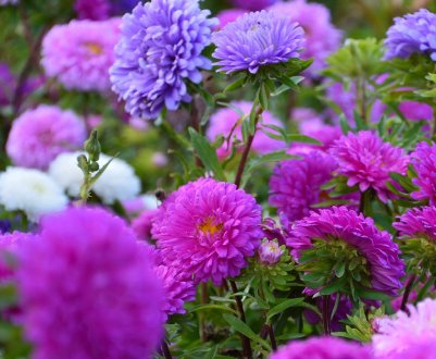 Посів астр без додаткового висаджування (пікіровки)