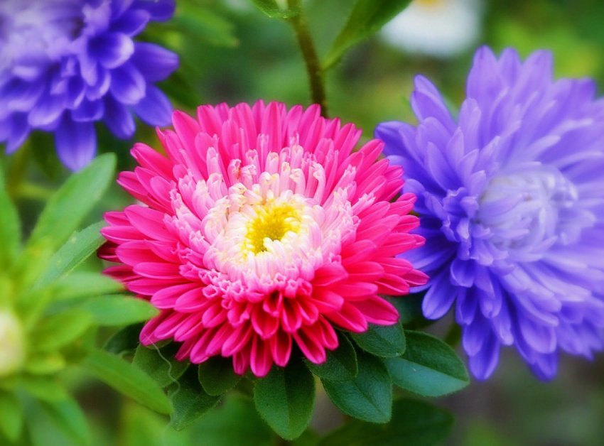 Посів астр без пікірування