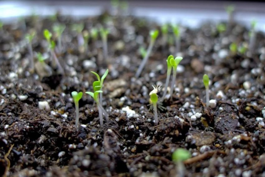 Посів астр без пікірування