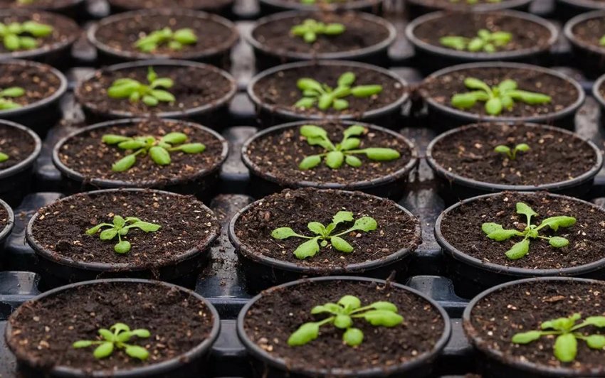 Посадка астр без пикировки