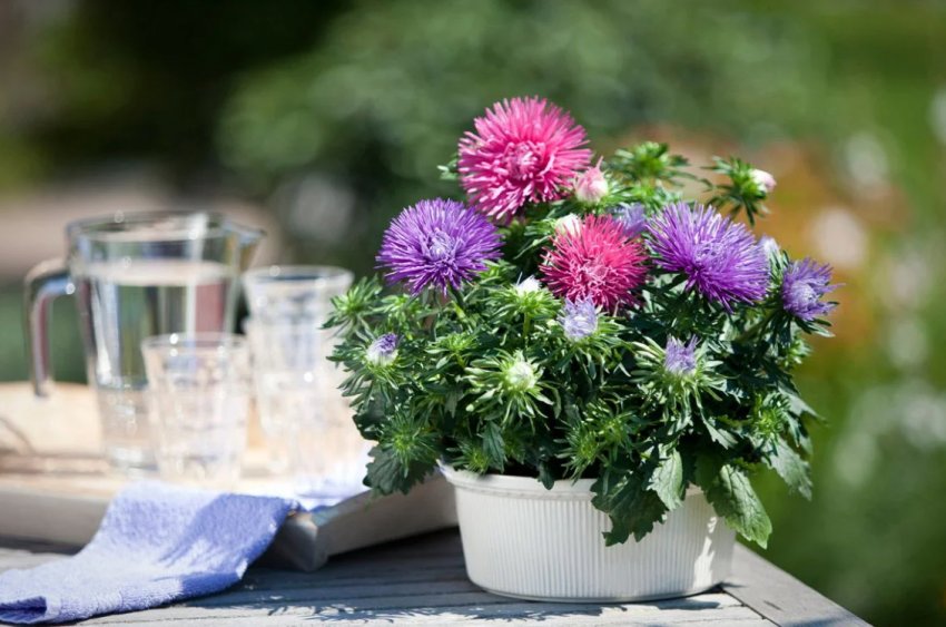 Посадка астр без пікировки