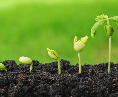 7 простих способів прискорити проростання насіння