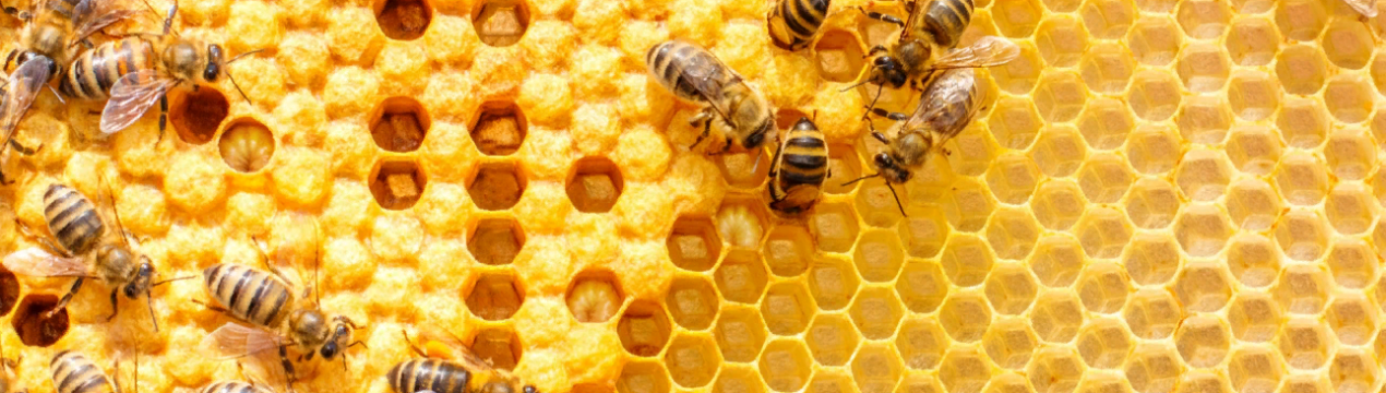 Домашніх бджіл будуть лікувати від вірусу кліща Варроа за допомогою їх власних бактерій