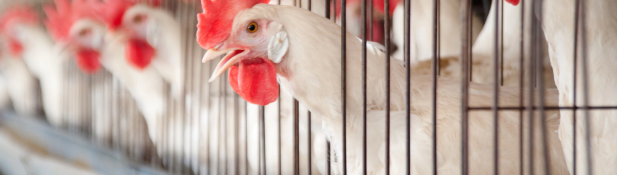 Громадські ініціативи, які закликають до вирощування тварин у клітках, будуть припинені