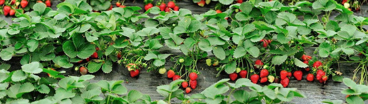 Мільярди полуничних садів у В'єтнамі