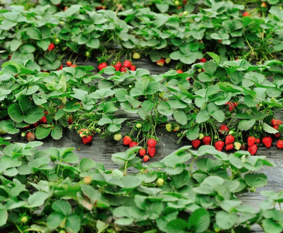 Мільярди полуничних садів у В'єтнамі