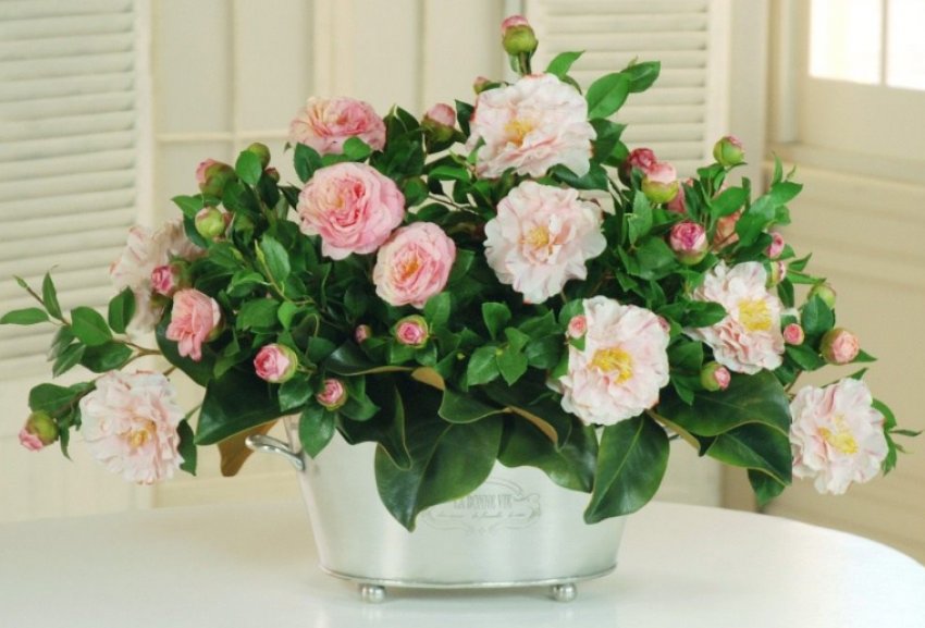 Кімнатна камелія