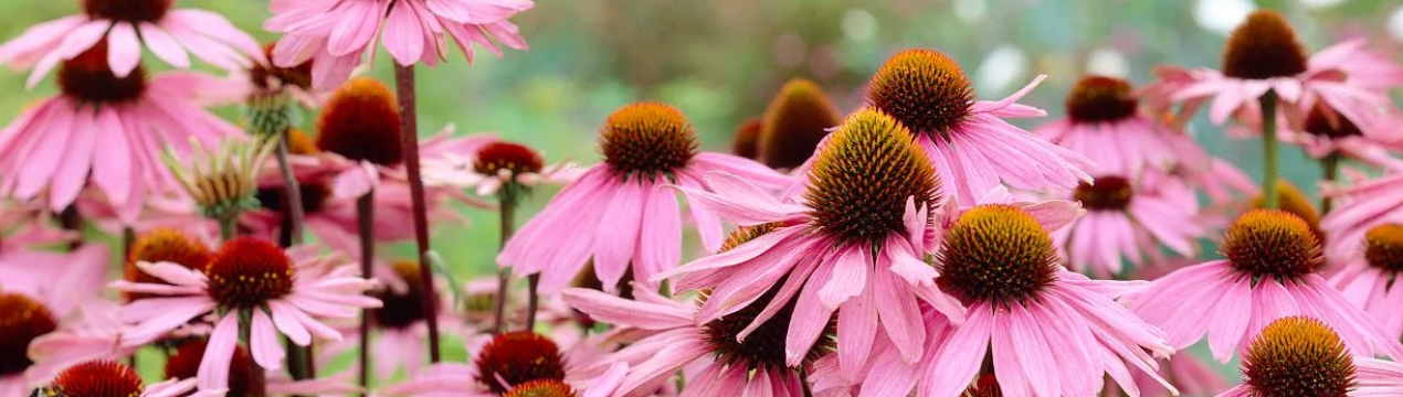 Ехінацея: користь і шкода для організму