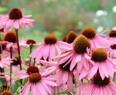 Ехінацея: користь і шкода для організму