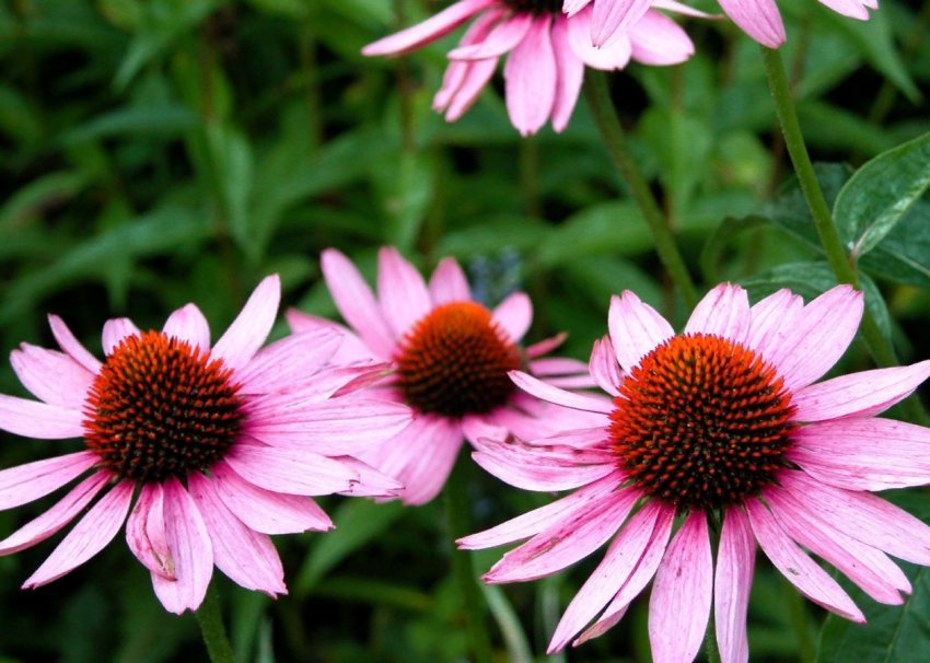 Ехінацея: користь та шкода для організму