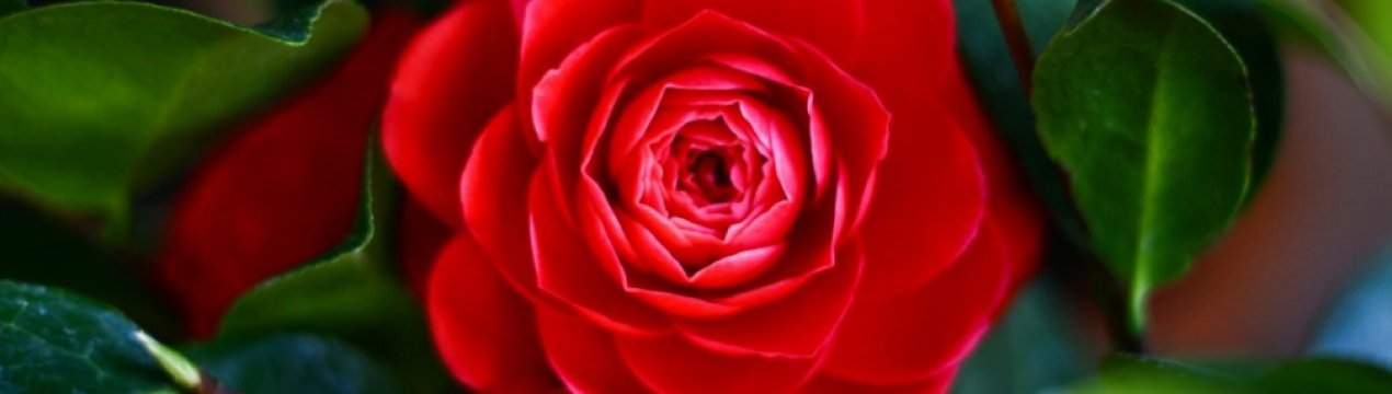  Камелія: опис і догляд в домашніх умовах