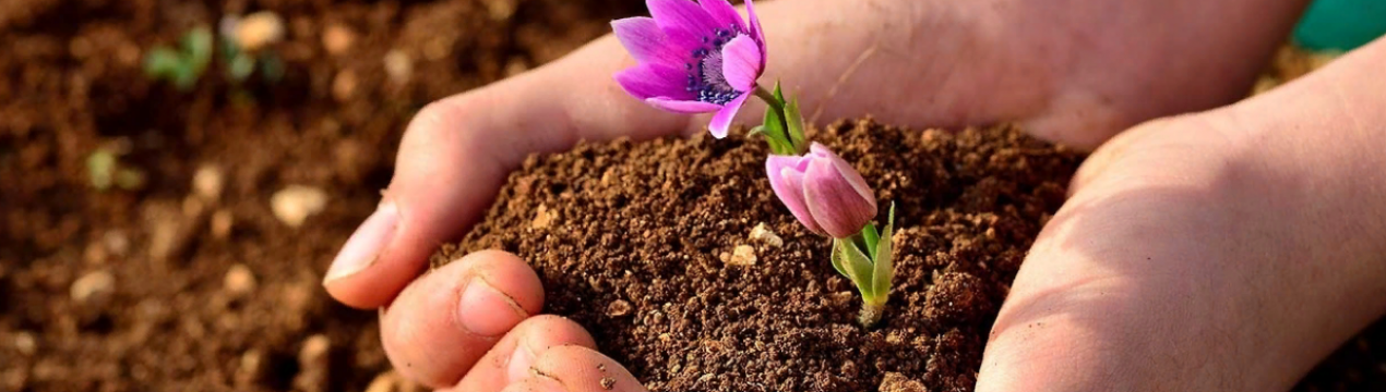 Колонізація ґрунту вважається ефективним методом у боротьбі з фузаріозним ураженням бананів