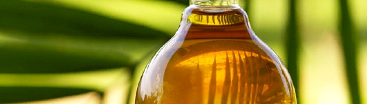 Огляд зернових та олійних культур Північної Америки