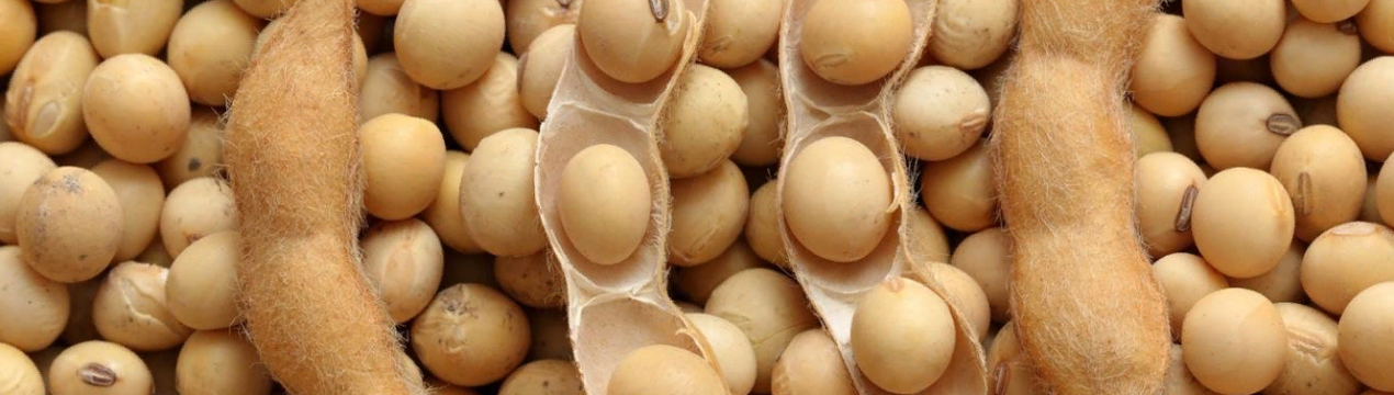 Галузь свинарства підтверджує довіру до сої, вирощеної у США