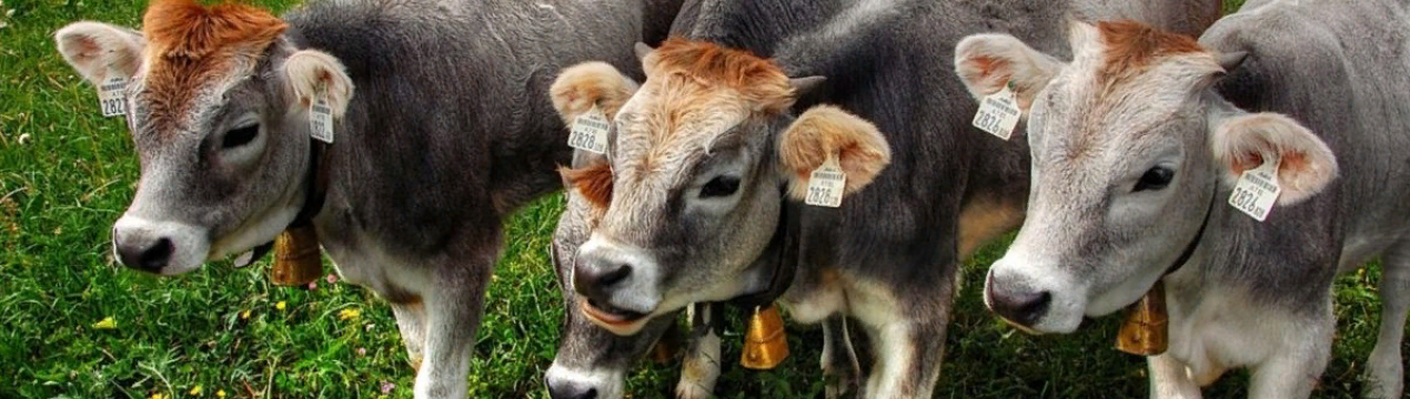 Кількість новонароджених молочних телят перевершує показник 2019 року на 45 000