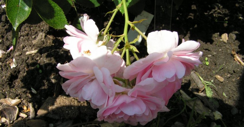 Троянда боника