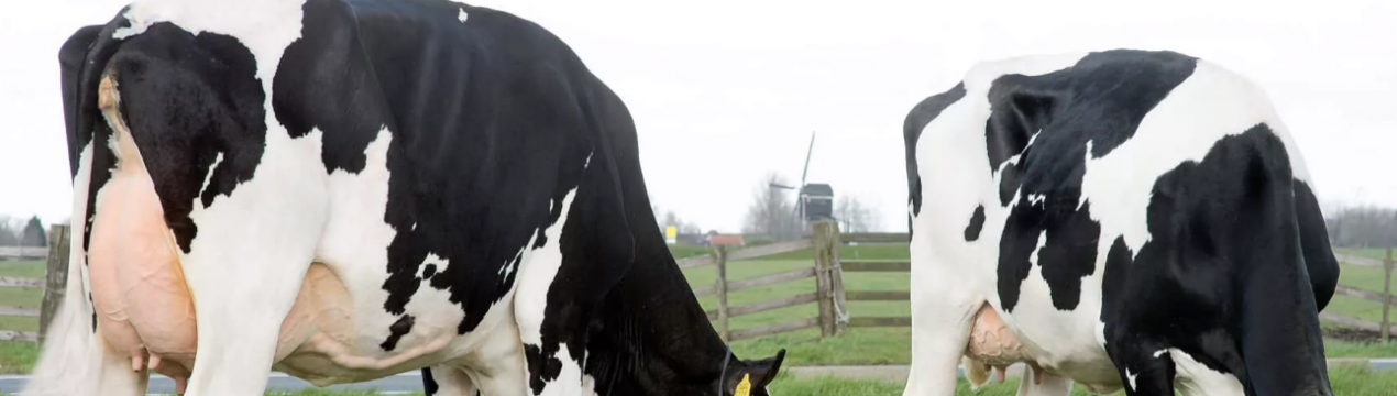 Падіння фьючерсів на живу худобу