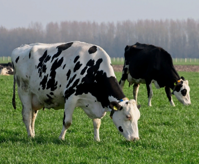 Сенат Канзасу схвалив законопроект, що дозволяє продаж сирого молока на фермах