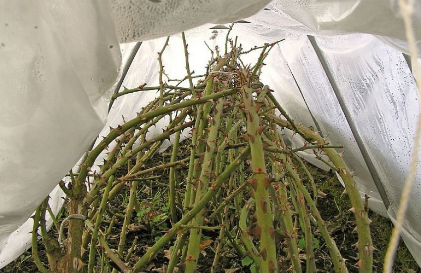 Укриття троянди на зиму