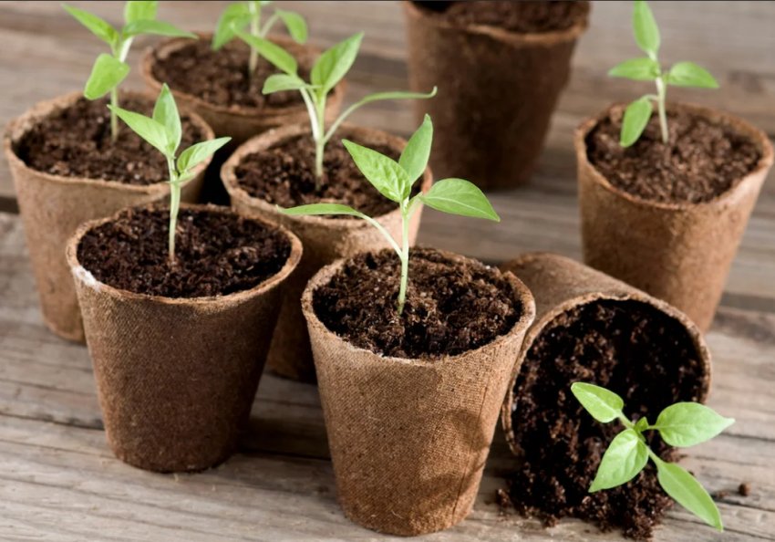 5 інструментів для вирощування здорової розсади 5 інструментів для вирощування здорової розсади