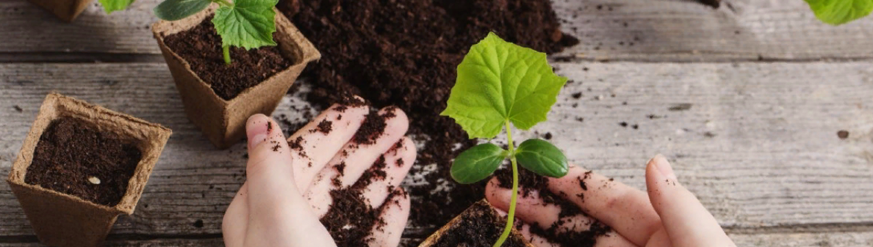 5 інструментів для вирощування здорової розсади