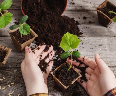 5 інструментів для вирощування здорової розсади