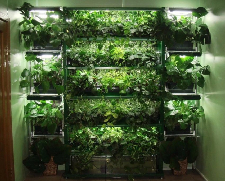 5 інструментів для вирощування здорової розсади 5 інструментів для вирощування здорової розсади