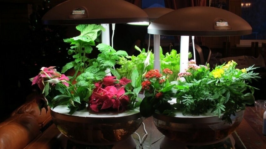 5 інструментів для вирощування здорової розсади 5 інструментів для вирощування здорової розсади