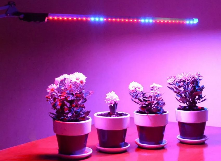 5 інструментів для вирощування здорової розсади 5 інструментів для вирощування здорової розсади