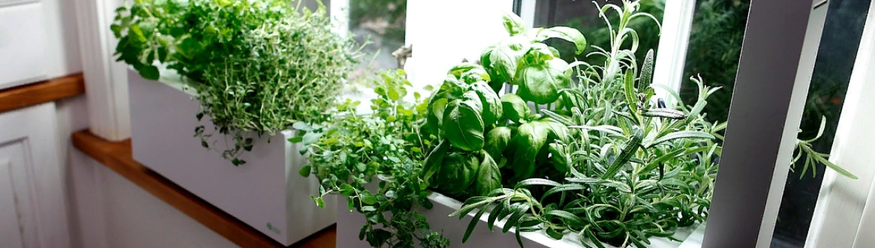 Як організувати домашній сад