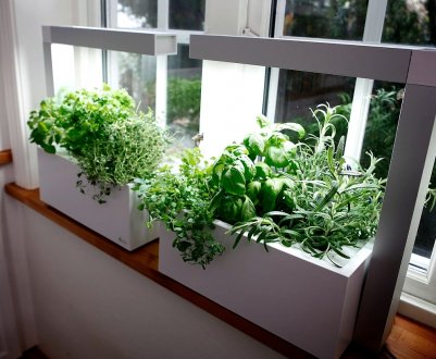 Як організувати домашній сад