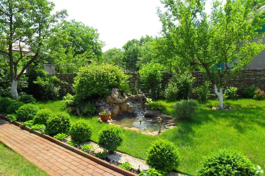 Рослини на ділянці