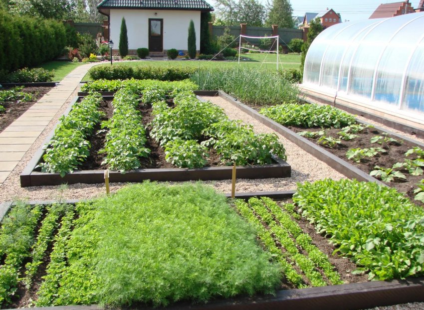Городні грядки та теплиці на ділянці