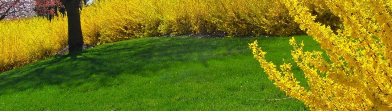 Раннє цвітіння форзиції в Мюнстерланді