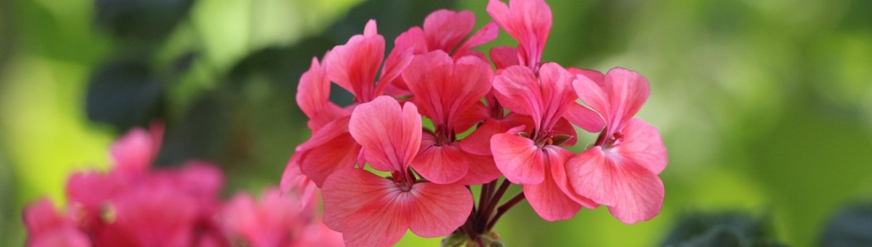 Як і коли в домашніх умовах краще садити герань