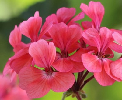 Як і коли в домашніх умовах краще садити герань