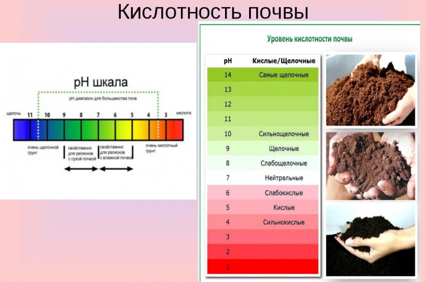 Шкала кислотності ґрунту Шкала кислотності ґрунту