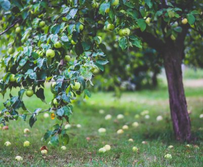 Догляд за плодовими деревами навесні. Що обов'язково потрібно зробити