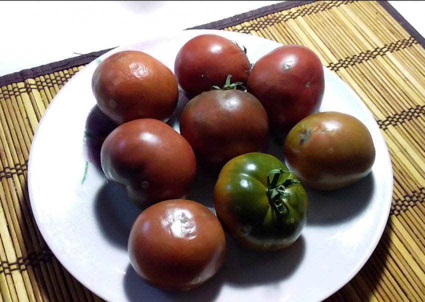 Сорти томатів, які варто посіяти цього сезону Сорти томатів, які варто посіяти цього сезону